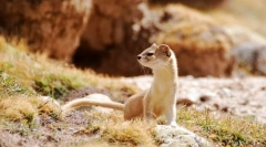 Солонг забайкальський